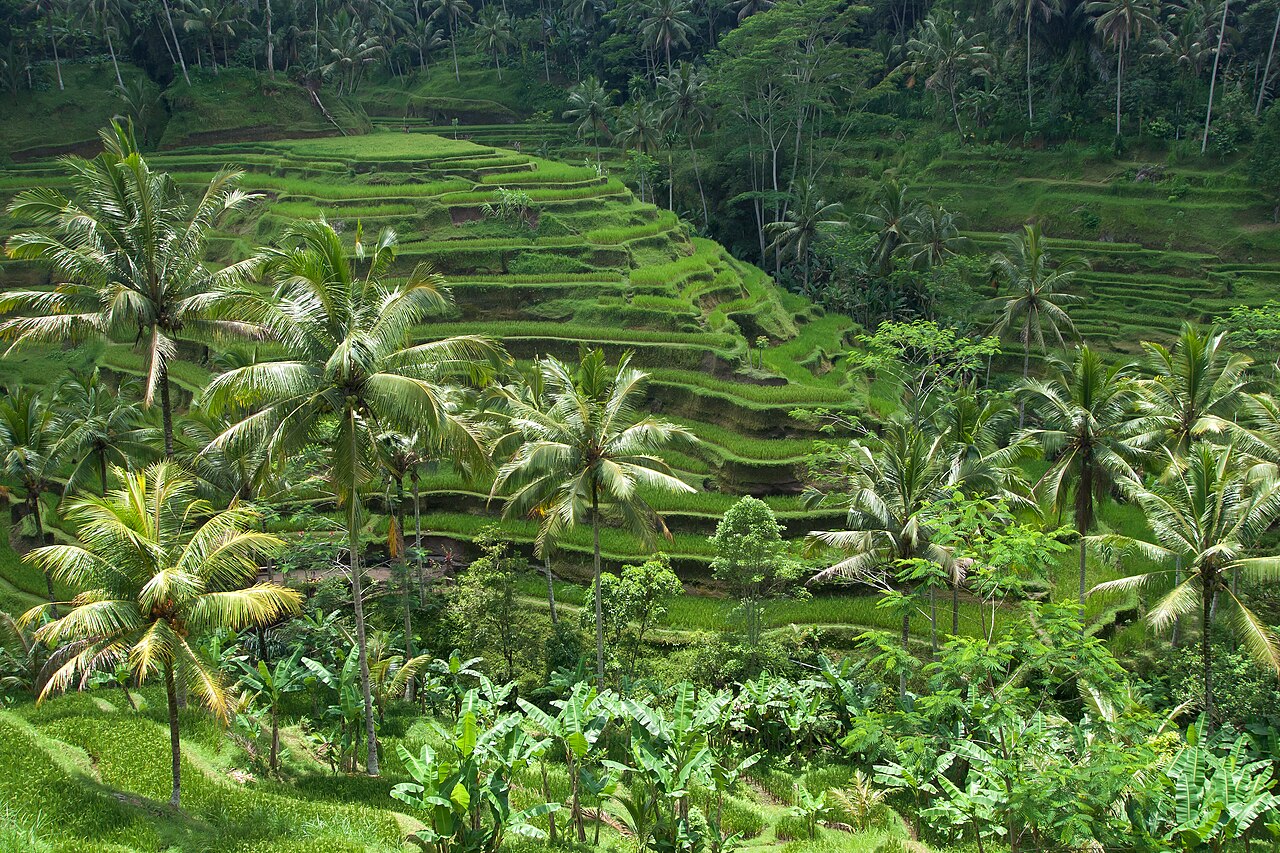 Bali Culture & Coast Retreat